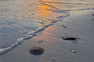 Mid Rise (4-7), 4411 Bay Beach Ln # 744, Fort Myers Beach FL 3393133931 